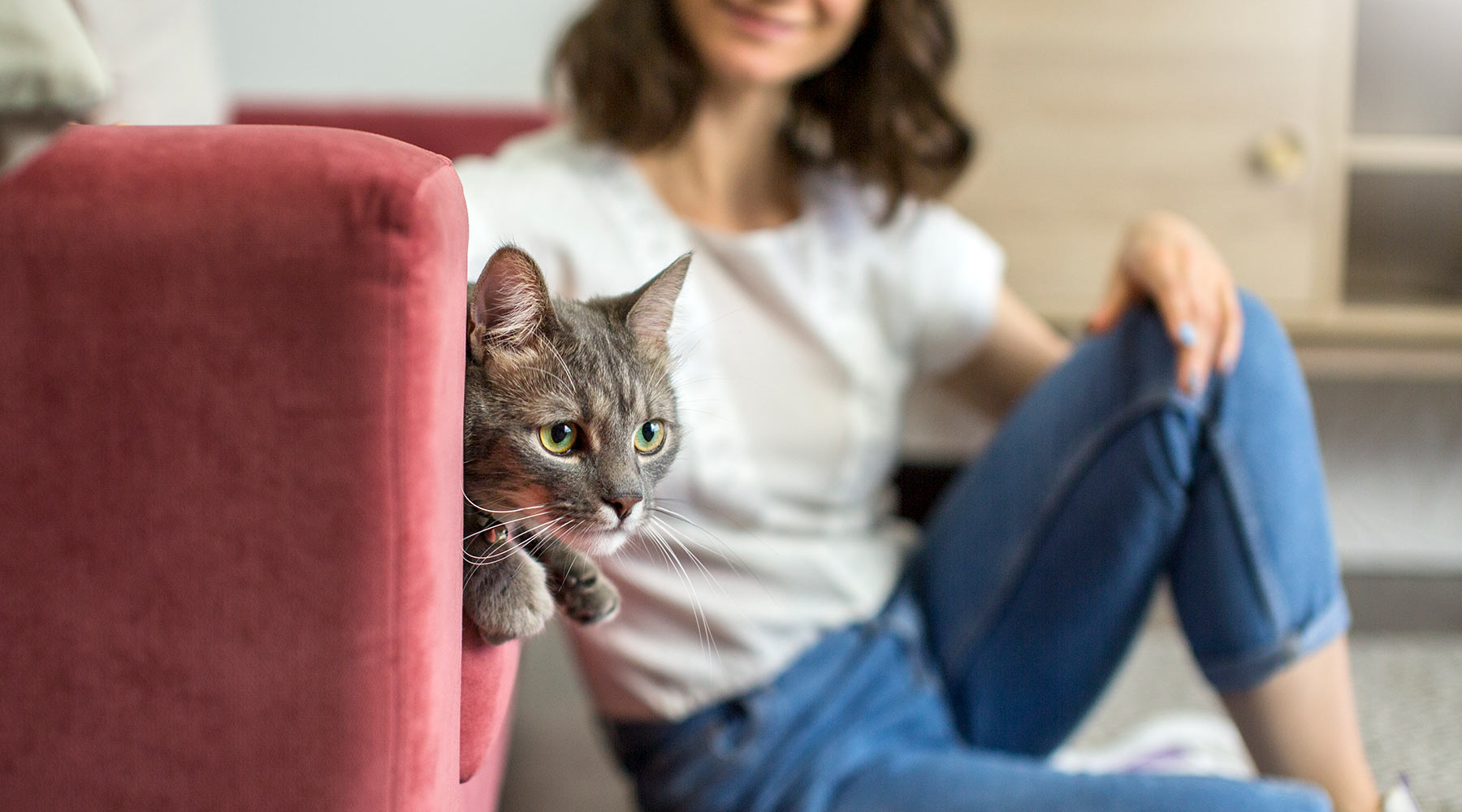 cat-perched-on-sofa-while-owner-smiles-in-background-1800x1000-1