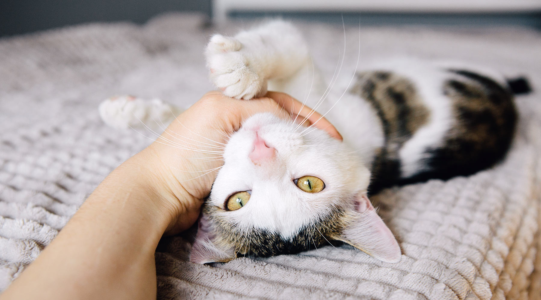 closeup-cat-being-pet-while-lying-on-bed-1800x1000-1