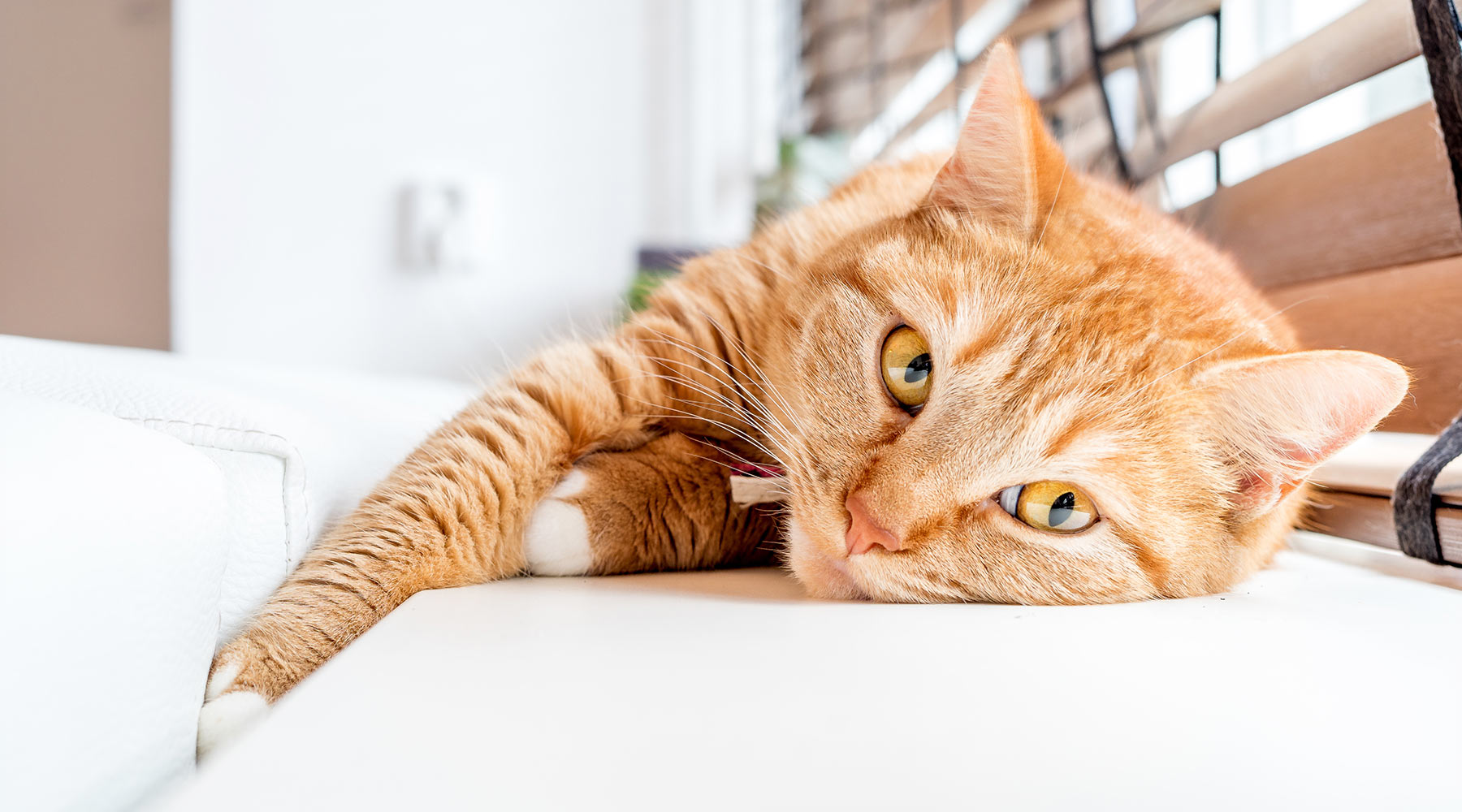 orange-cat-lounging-in-modern-home-1800x1000-1