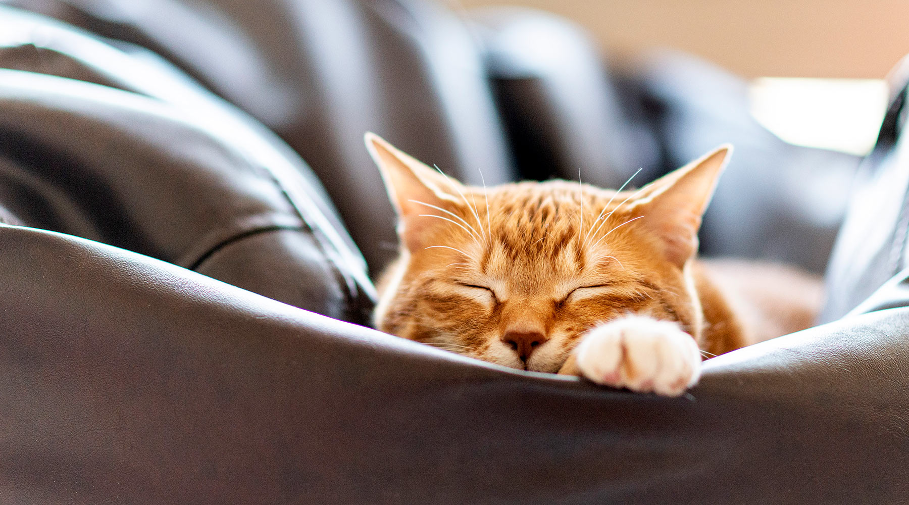 orange-cat-sleeping-on-sofa-1800x1000-1