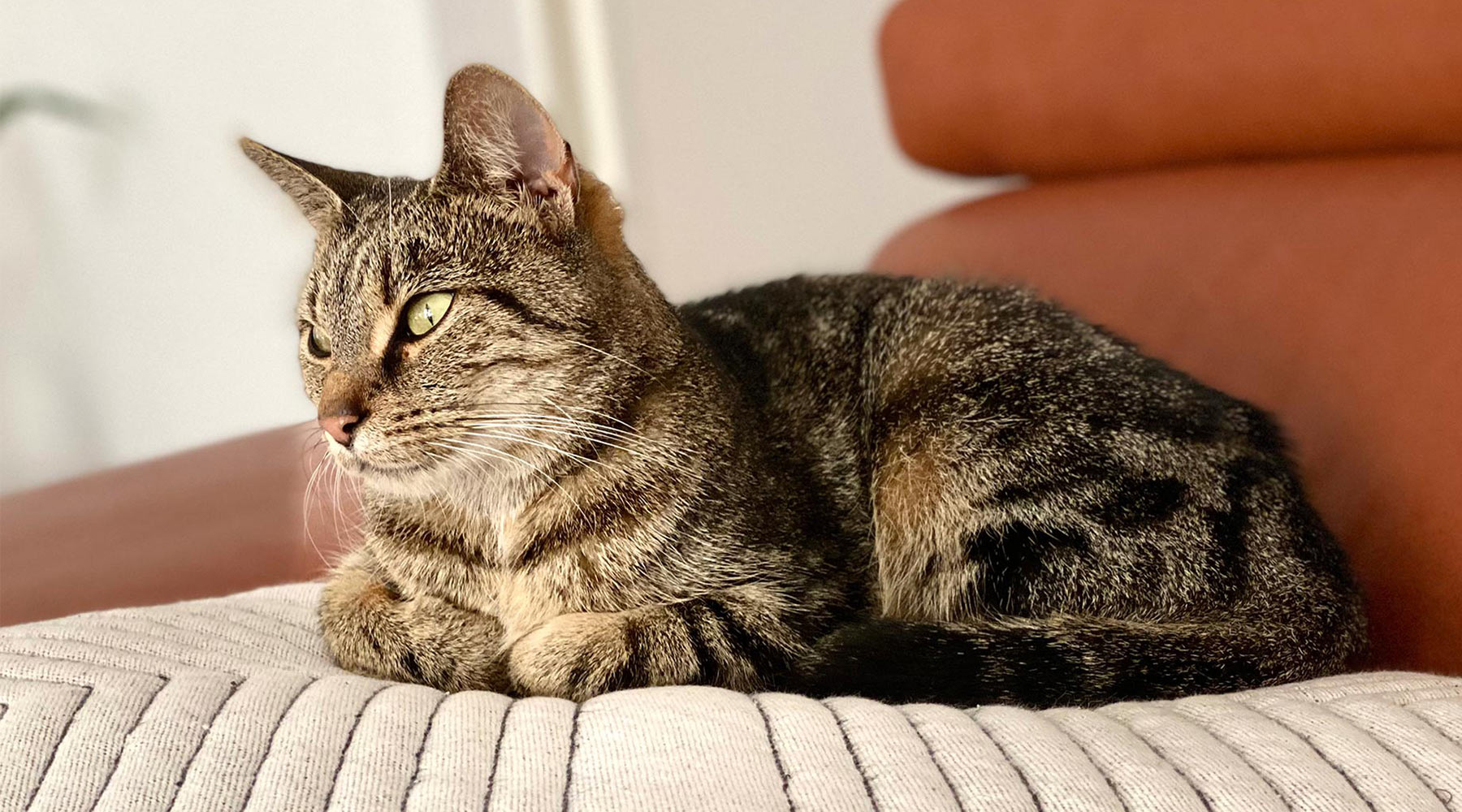 tabby-cat-lounging-on-sofa-1800x1000-1