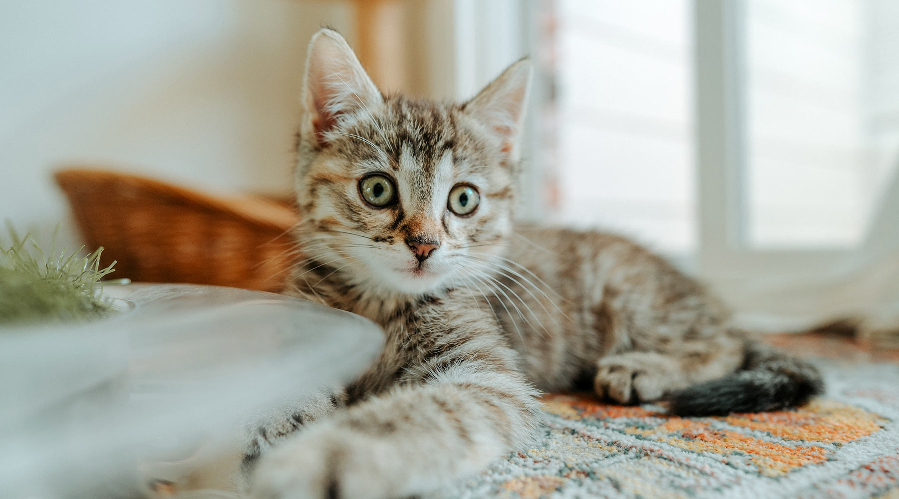 tabby-kitten-playing-on-floor-at-home-1800x1000-1